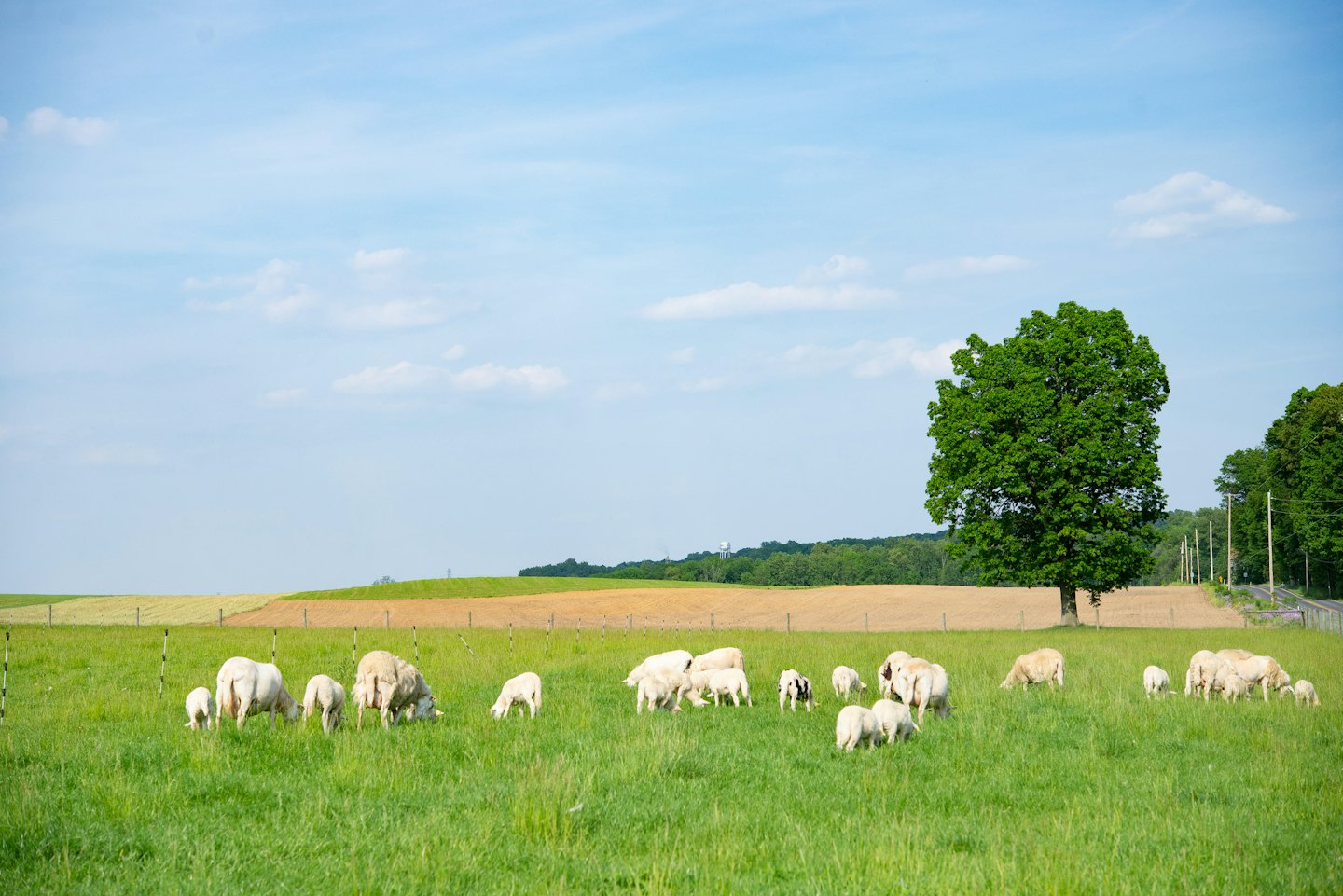 White sheep and lambs graze in a sunny green pasture.