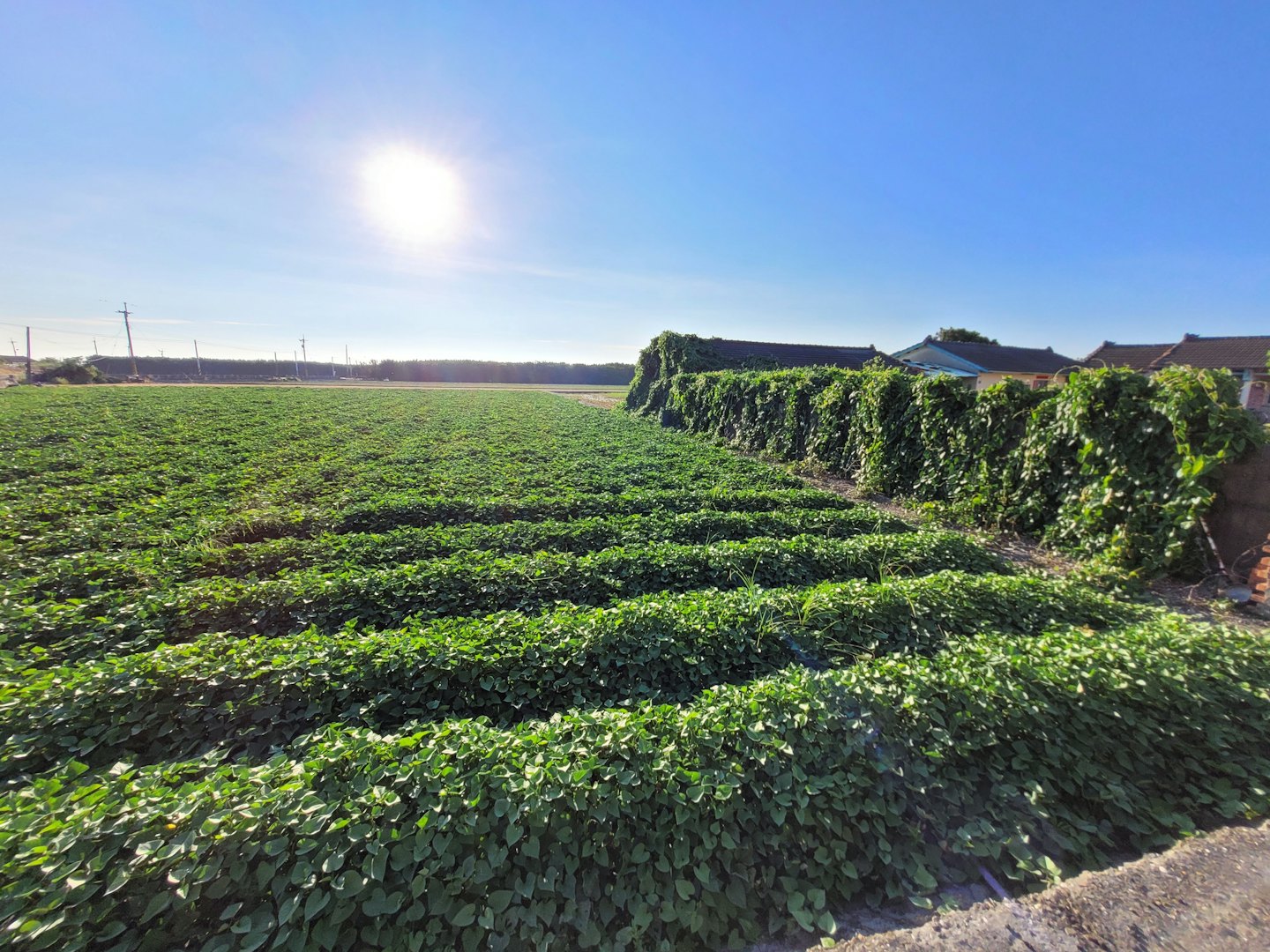 Rows of leafy crops grow beside a vine covered wall.