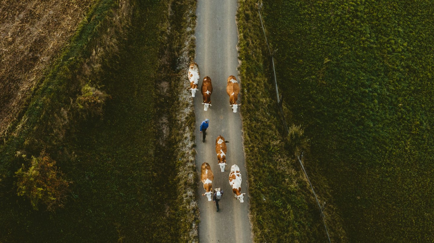 Two people herd cows along a narrow rural dirt road.