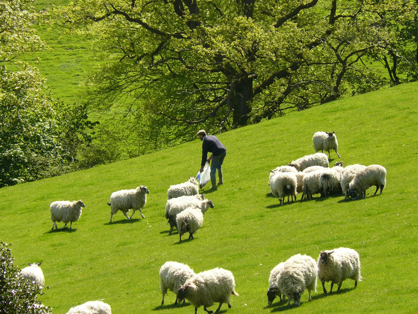 A farmer feeds sheep in a grassy hillside pasture.
